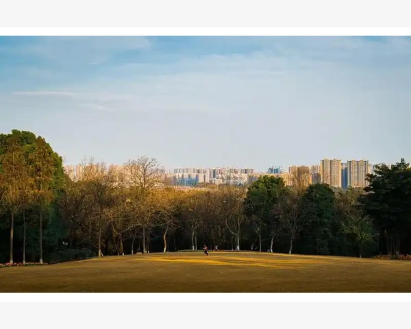 桑葚子的功效与使用方法详解